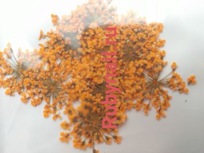 Изображение Сухоцветы оранжквые