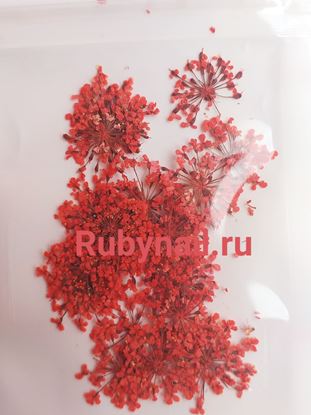 Изображение Сухоцветы ярко красные пакетик