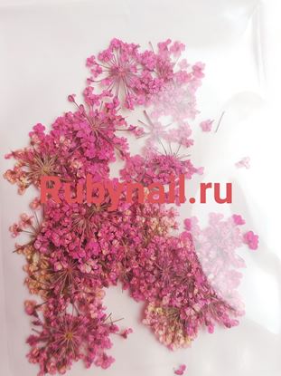 Изображение Сухоцветы ярко розовые пакетик